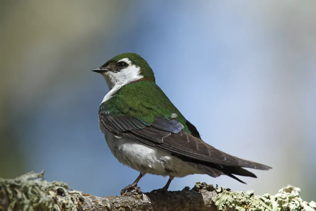 File:Tachycineta thalassina -San Luis Obispo, California, USA -male-8 (1).jpg