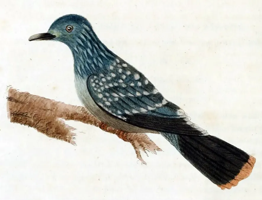 File:Caloenas maculata.jpg