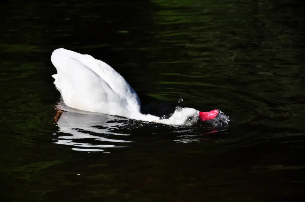 File:Coscoroba coscoroba - Weltvogelpark 2010.jpg