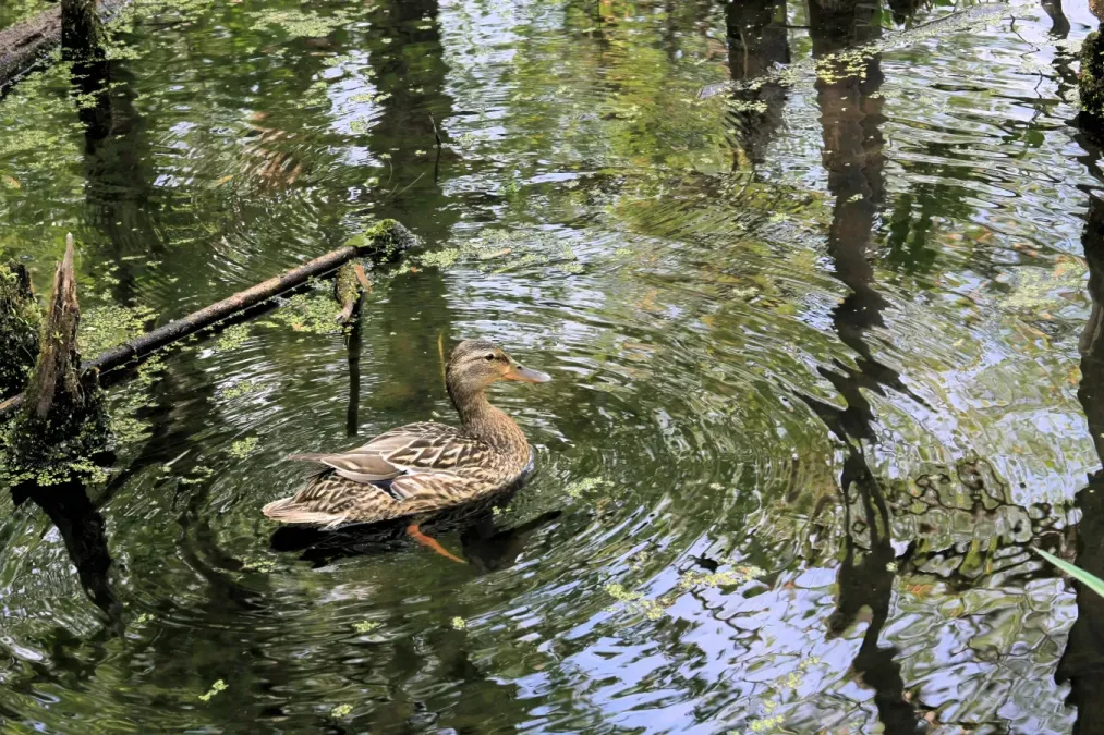 File:American Black Duck Anas rubripes female 04.jpg