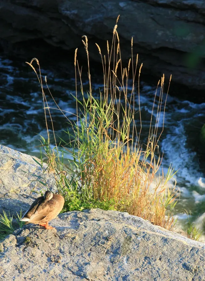 File:American Black Duck Anas rubripes female reed canary grass Phalaris arundinacea 3519.jpg