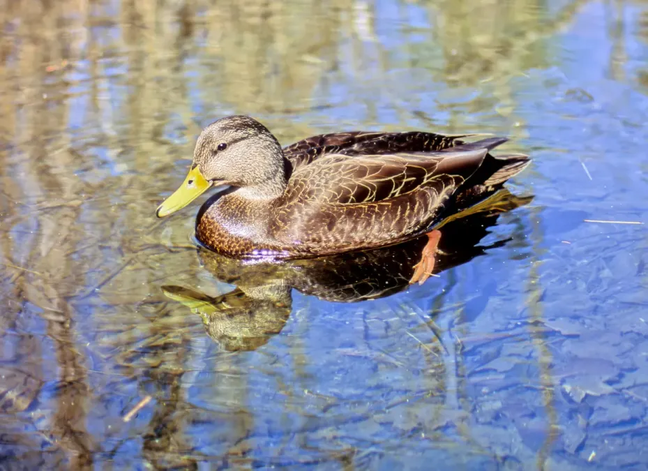 File:American Black Duck Anas rubripes male 2.jpg