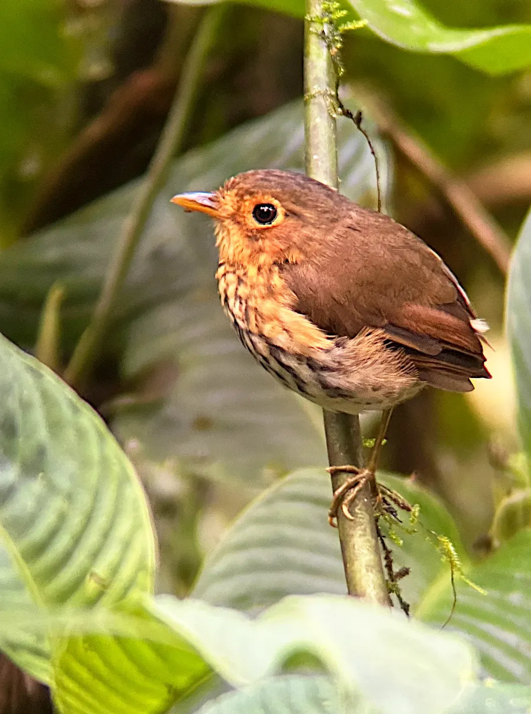 File:Grallaricula flavirostris 375569622.jpg