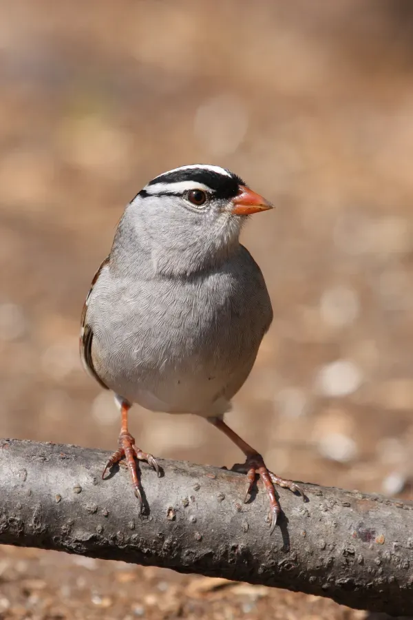 File:Zonotrichia leucophrys CT2.jpg