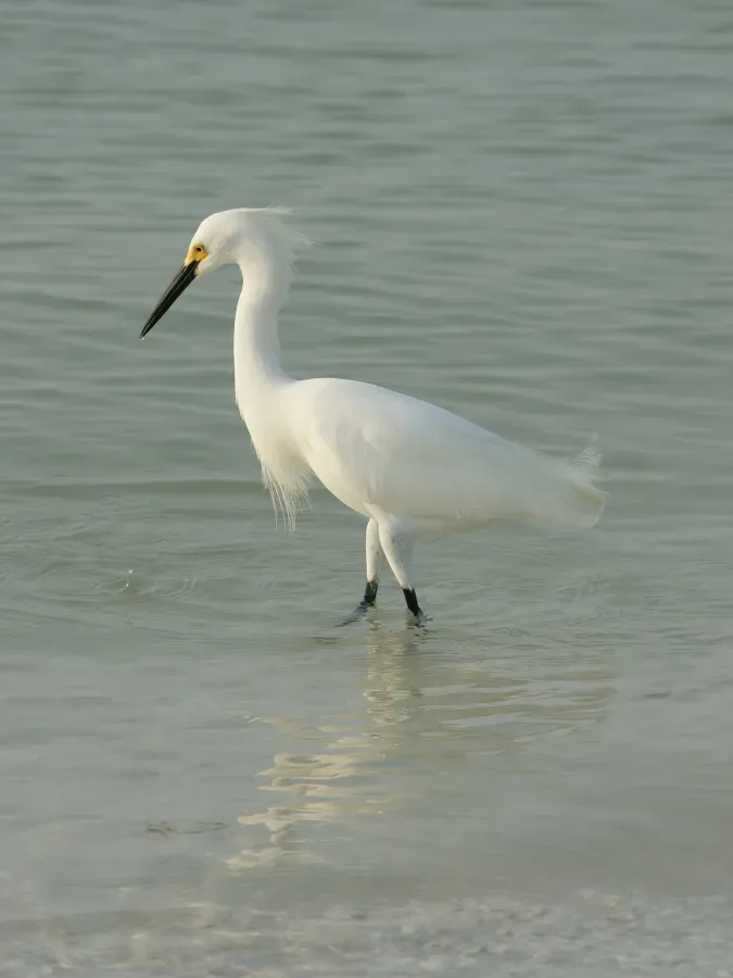File:Egretta thula (hunting).jpg