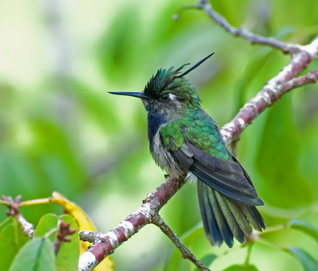 File:Stephanoxis lalandi -Campos do Jordao, Sao Paulo, Brazil-8.jpg