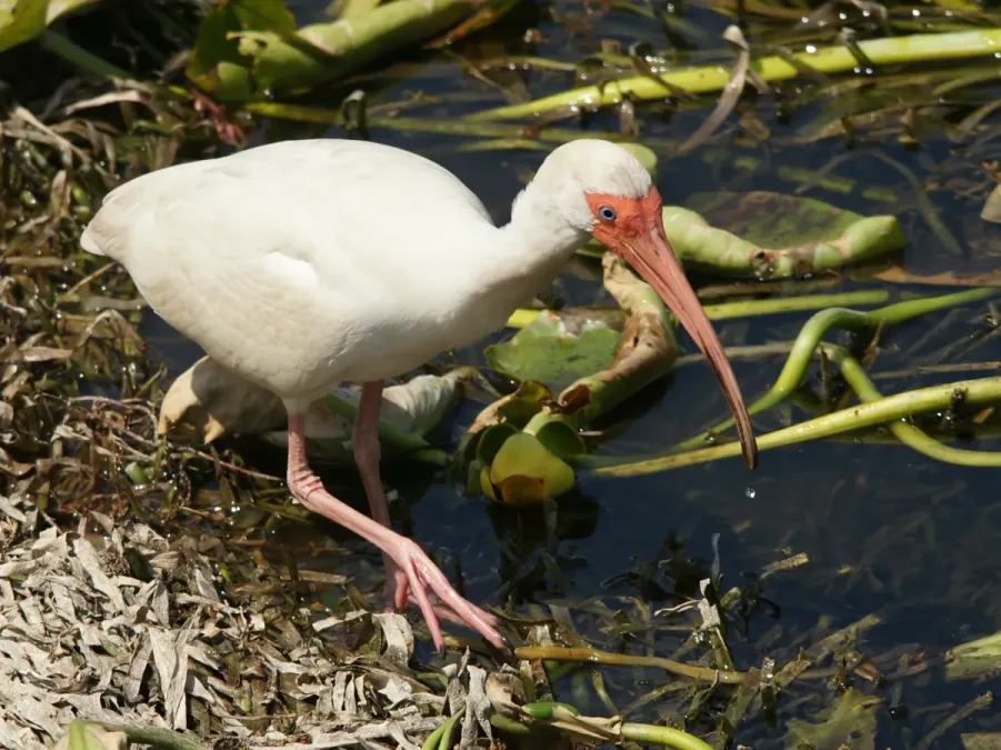 File:Eudocimus albus (foraging).jpg