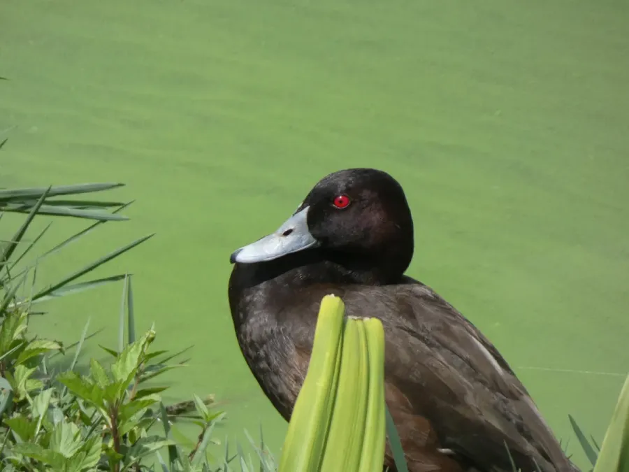 File:Netta erythrophthalma 342713752.jpg