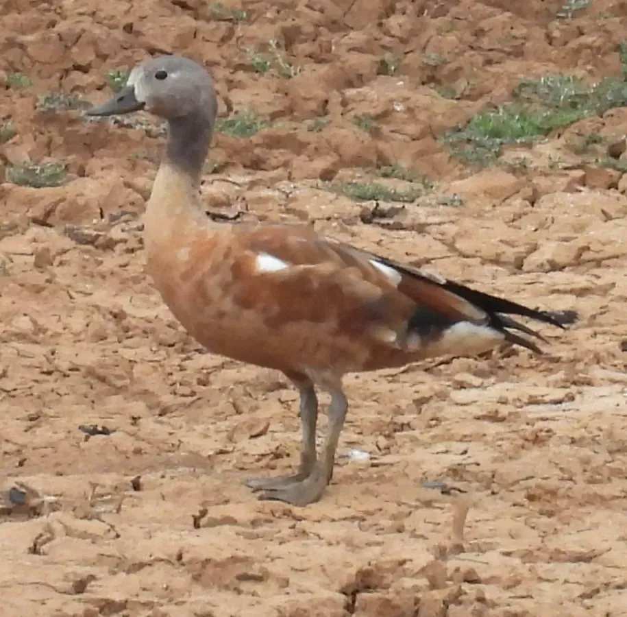 File:Tadorna cana, Glen Ambrose, Eastern Cape, South Africa 338216983.jpg