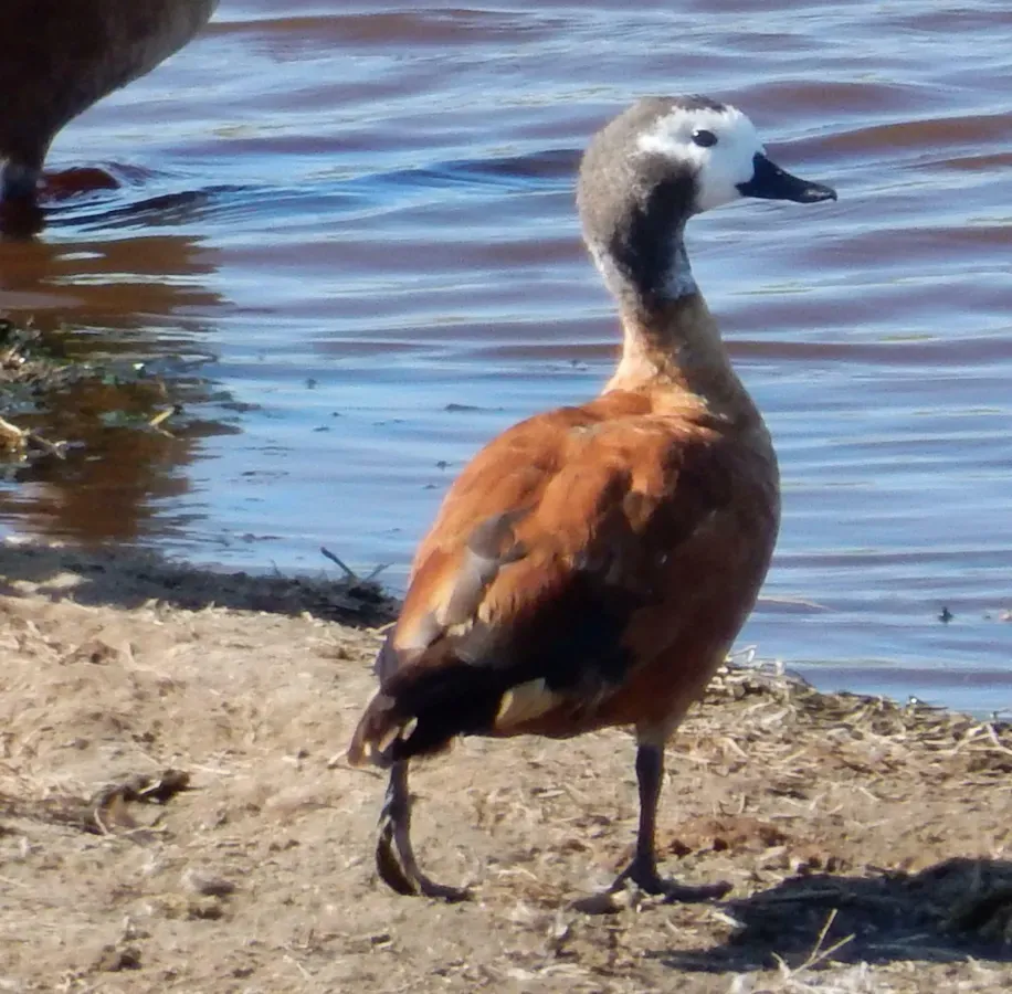 File:Tadorna cana, Cannon Rocks, Eastern Cape, South Africa 318512728.jpg