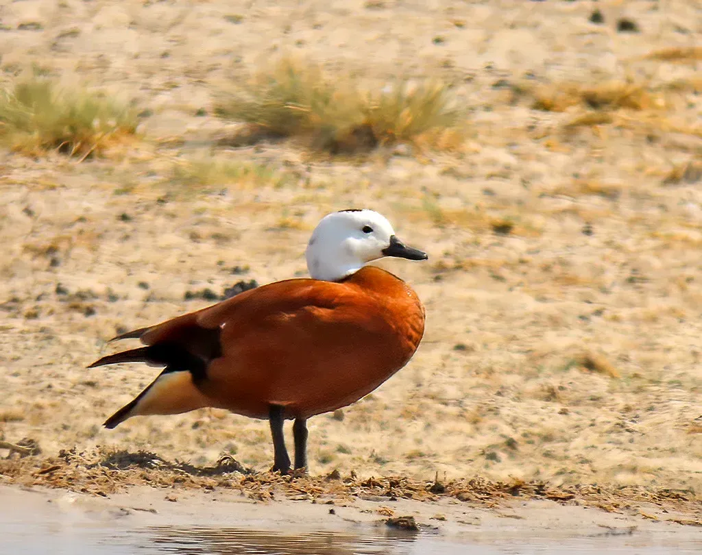 File:Tadorna cana, Etosha NP, Namibia 311071339.jpg