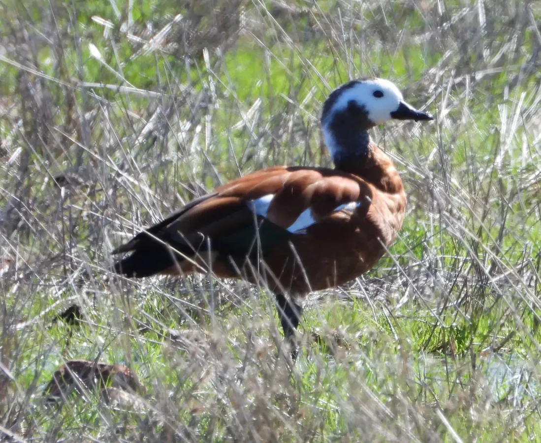 File:Tadorna cana, Nieuwoudtville, Northern Cape, South Africa 268970124.jpg