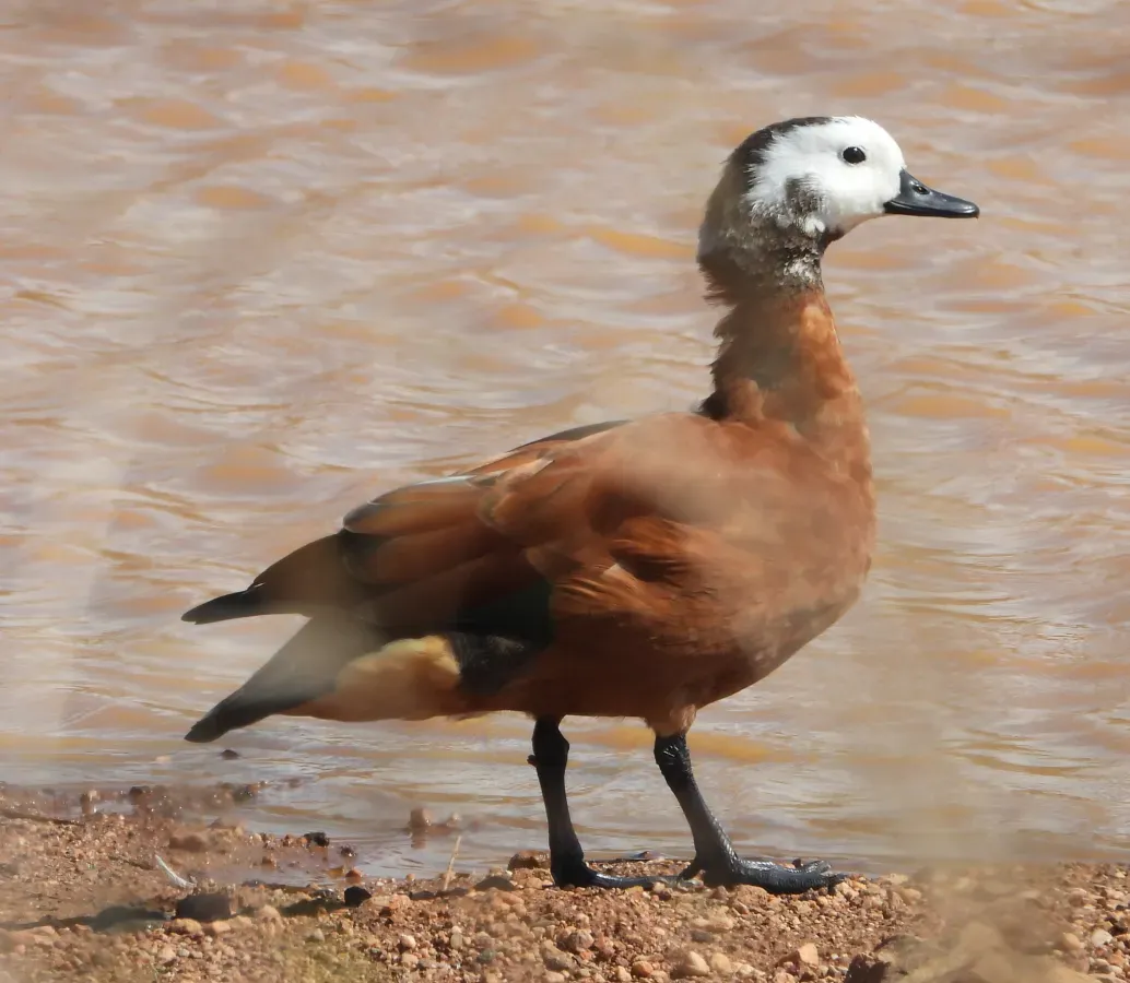 File:Tadorna cana, Piketberg, Western Cape, South Africa 259185778.jpg