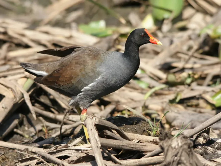 File:Gallinula galeata cachinnans Everglades.jpg