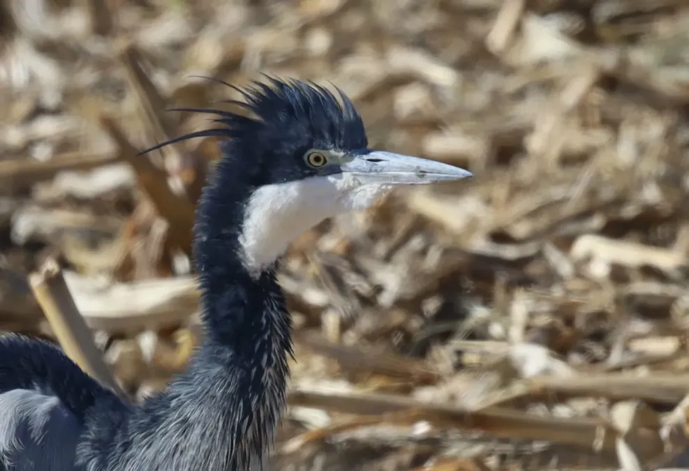 File:Ardea melanocephala 396958862.jpg