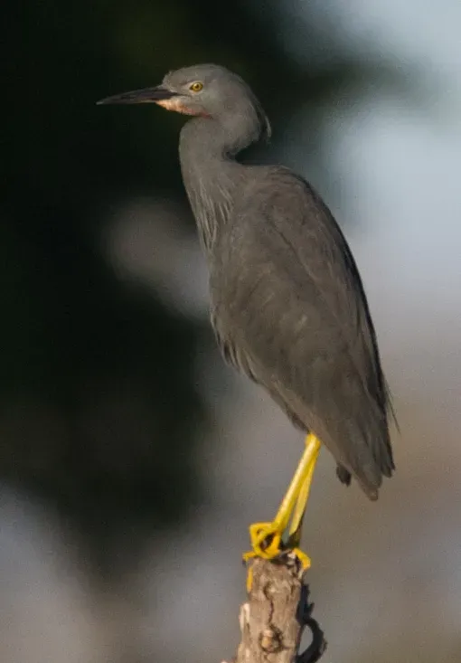 File:Egretta vinaceigula 61950071.jpg