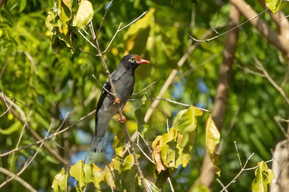 File:Prionops scopifrons 277964657.jpg