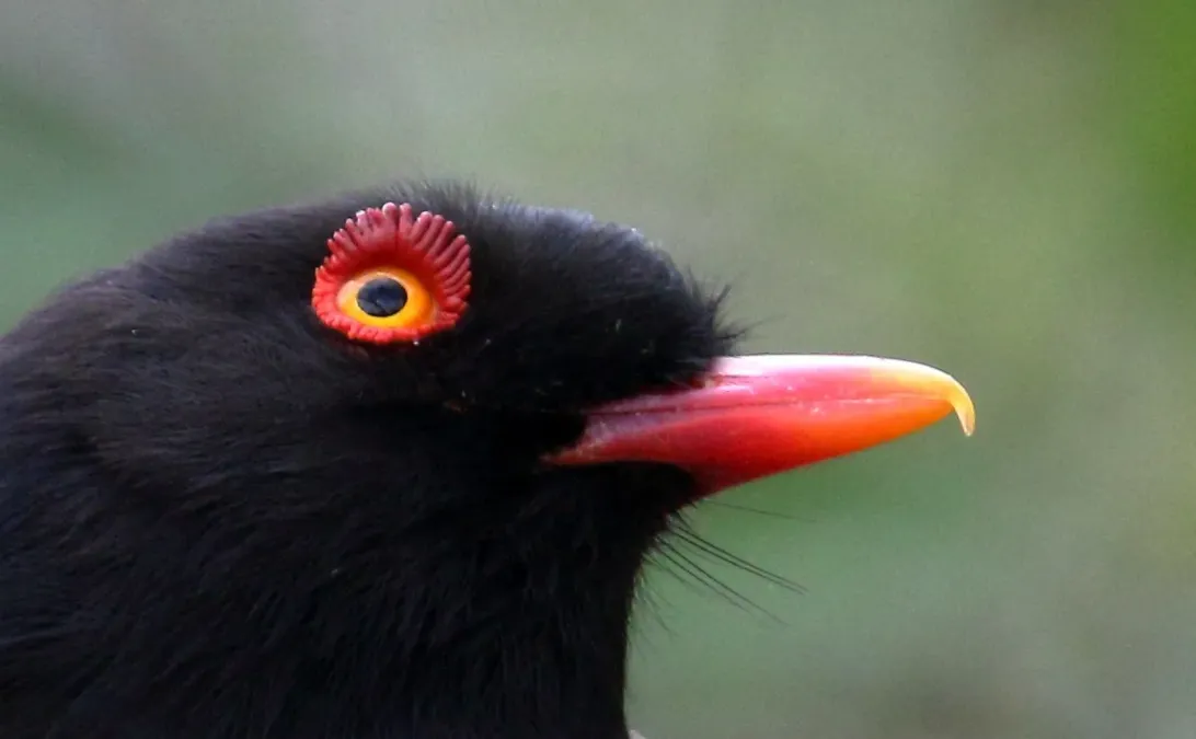 File:Prionops retzii 334364531.jpg