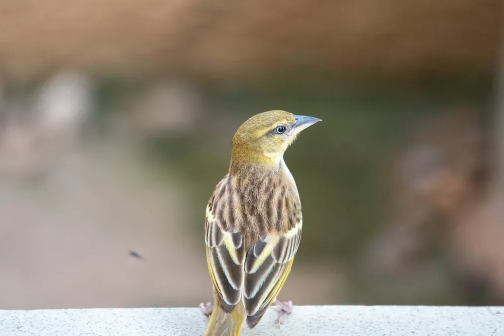 File:Tisserin, Ploceus xanthopterus.jpg
