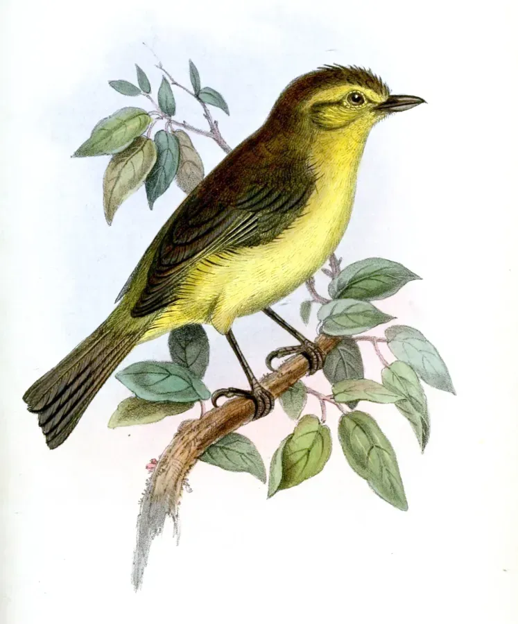 File:VireoHypochryseusJennens.jpg