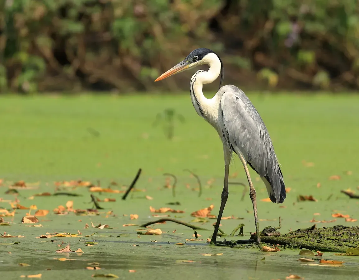 File:Ardea cocoi 428605231.jpg