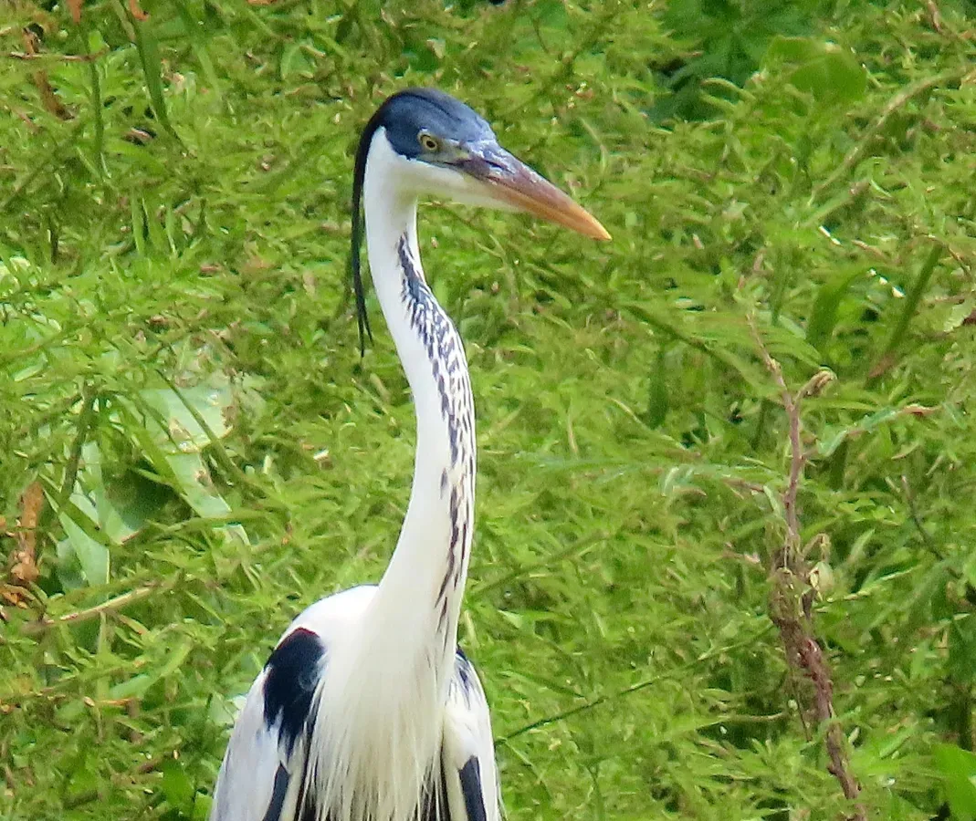 File:Ardea cocoi 424300610.jpg