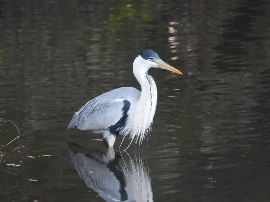 File:Ardea cocoi 414948459.jpg
