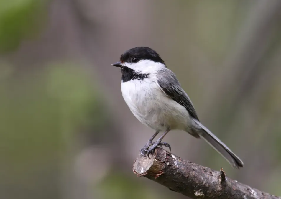 File:Poecile atricapillus CT3.jpg