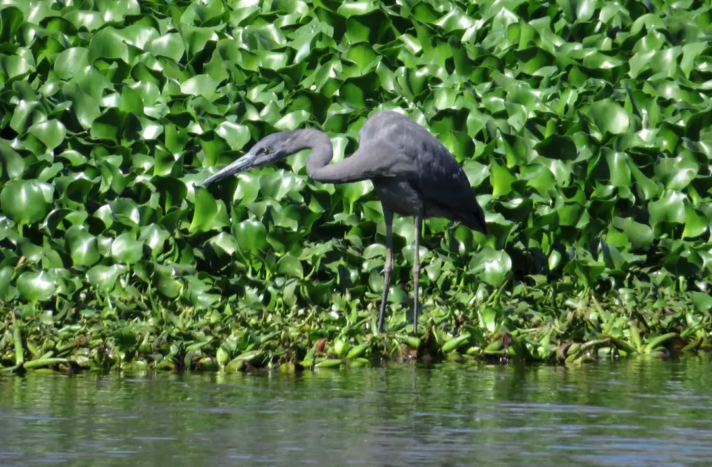 File:Ardea humbloti 2079576.jpg