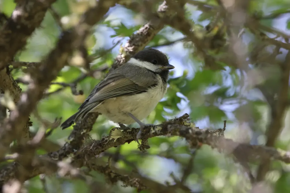 File:Poecile hyrcanus 351030492.jpg