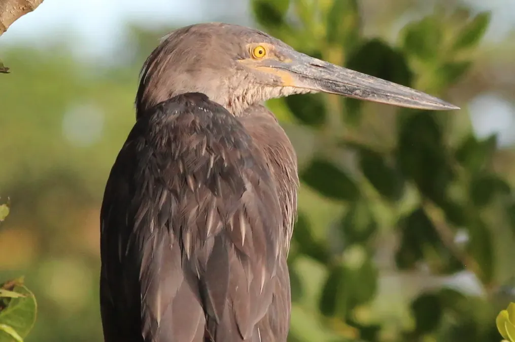 File:Ardea sumatrana 365158843.jpg