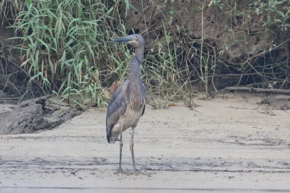 File:Ardea sumatrana 339857465.jpg