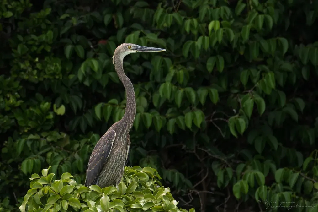 File:Ardea sumatrana 195843670.jpg