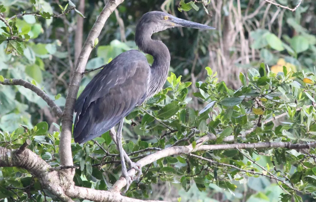 File:Ardea sumatrana 365158858.jpg