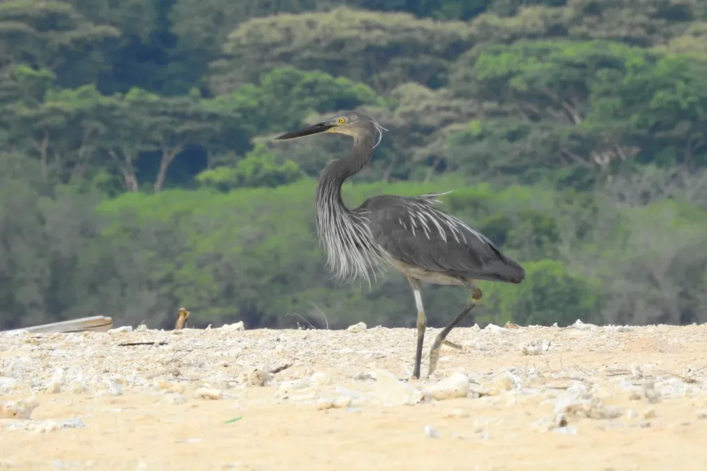 File:Ardea sumatrana sumatrana 129768868.jpg