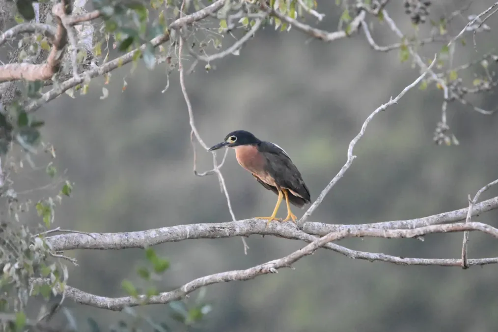 File:Calherodius leuconotus natalensis 102476882.jpg