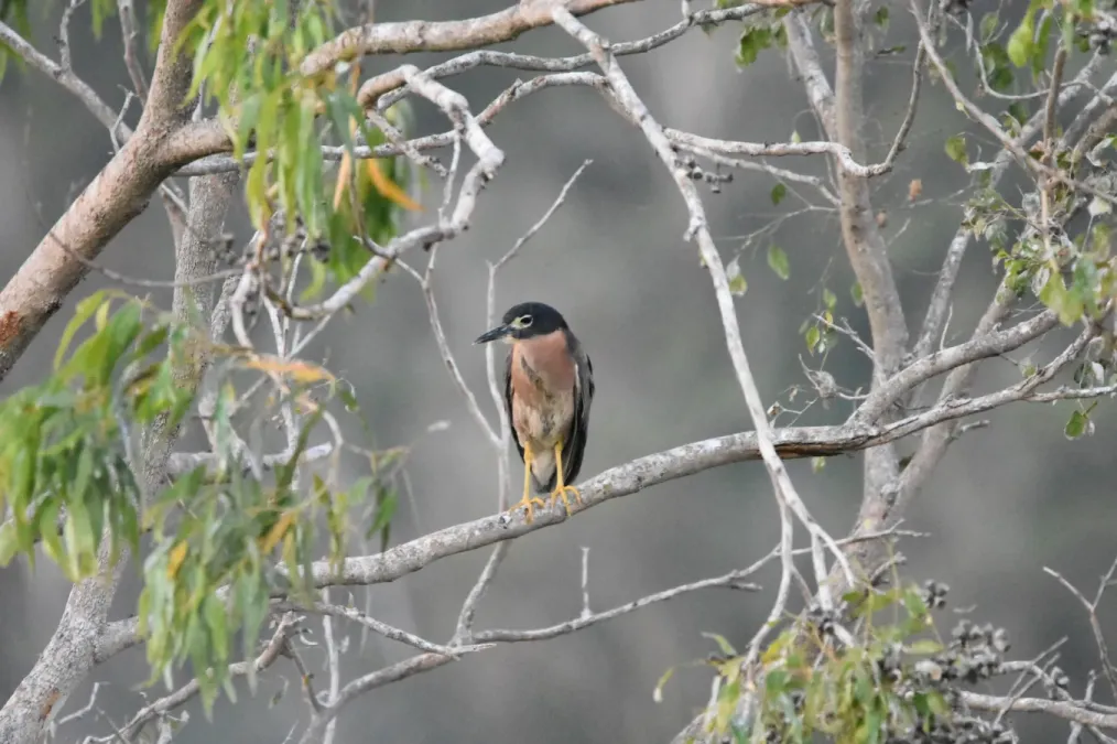 File:Calherodius leuconotus natalensis 102477113.jpg