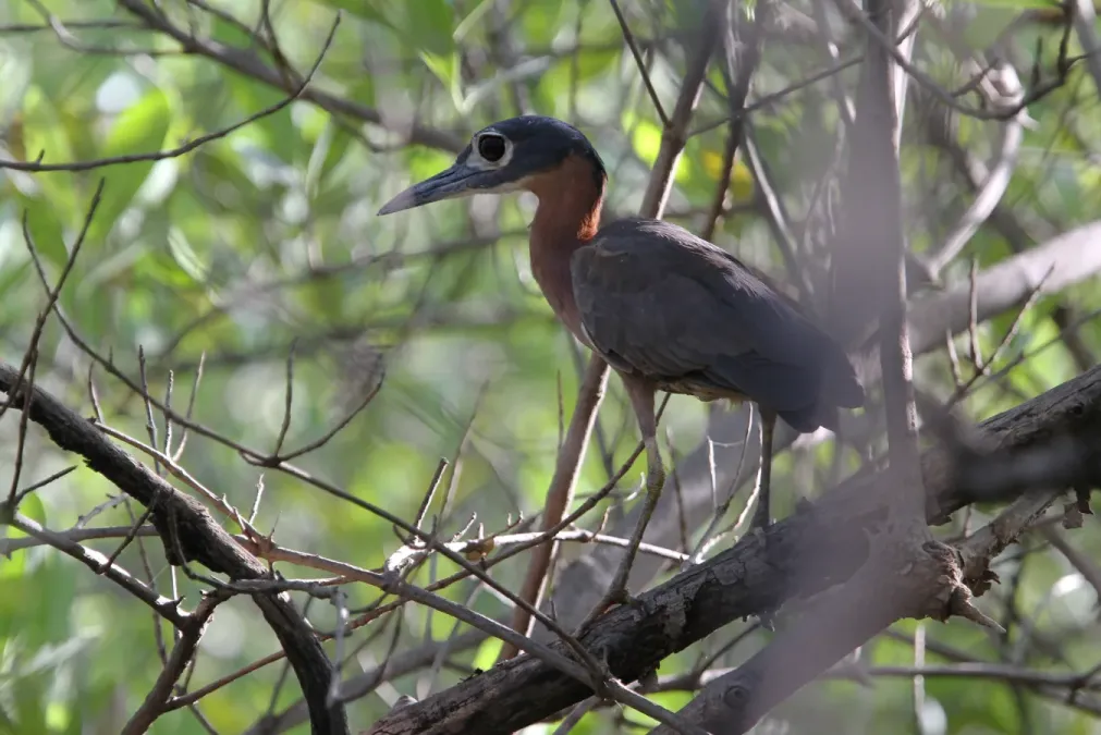 File:Calherodius leuconotus 95518890.jpg