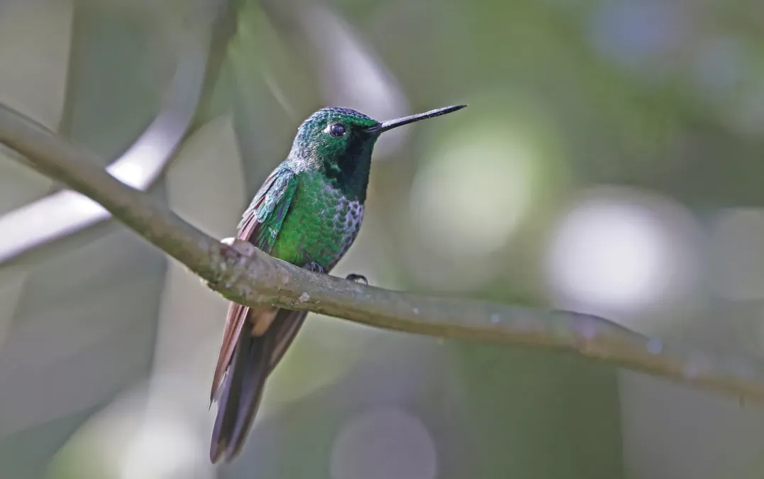 File:Urosticte ruficrissa Rufous-vented Whitetip; Napo, Ecuador.jpg