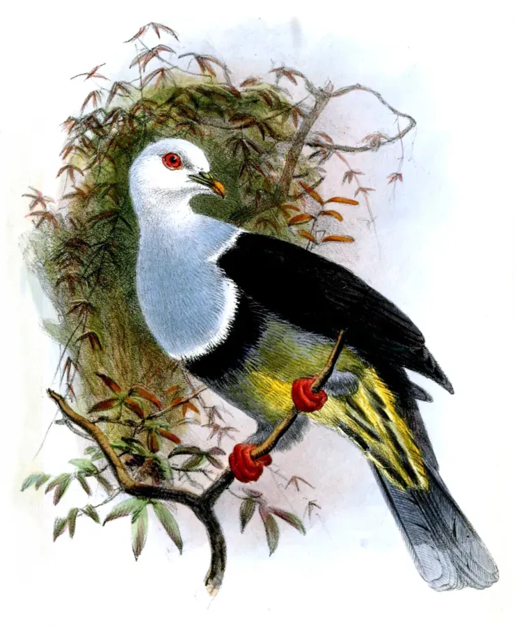 File:Ptilinopus cinctus albocinctus by Joseph Wolf.jpg