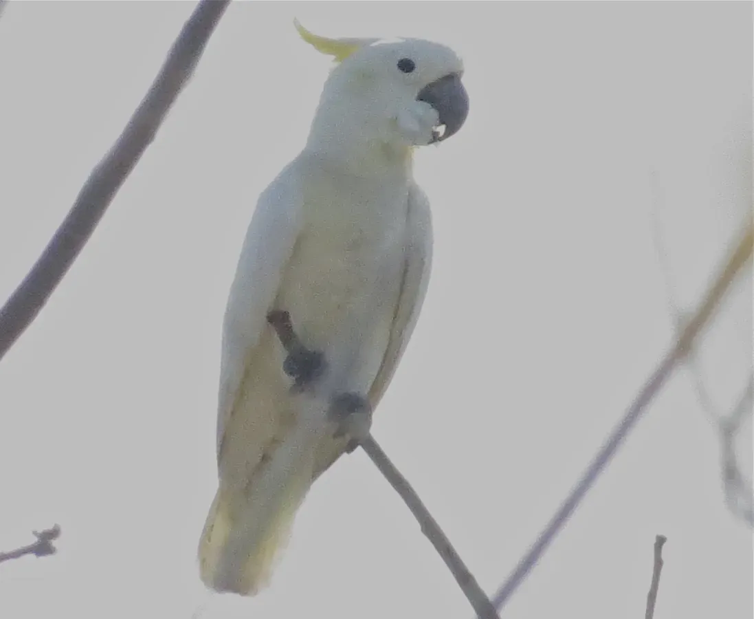 File:Cacatua sulphurea 107996448.jpg