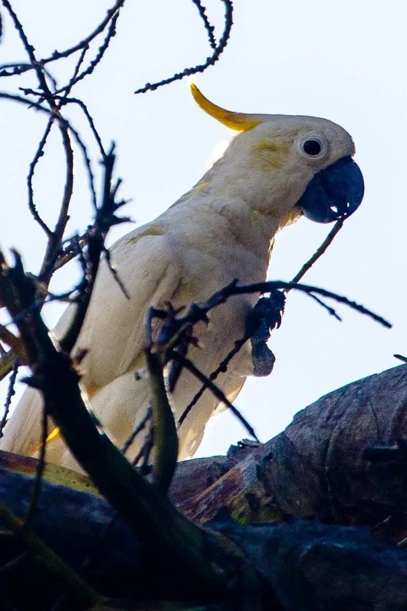 File:Cacatua sulphurea occidentalis 230937499.jpg