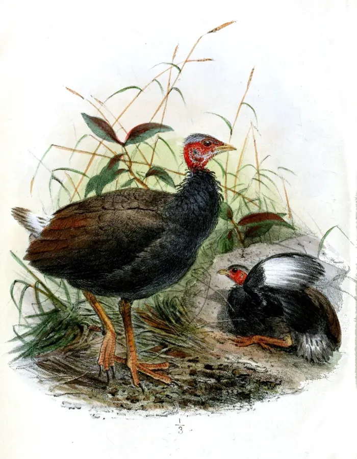 File:MegapodiusPritchardiiWolf.jpg
