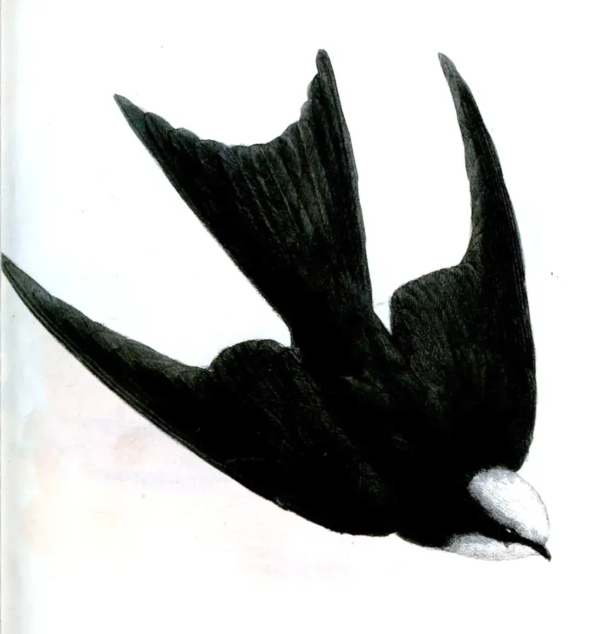 File:PsalidoprocneAlbicepsWolf.jpg