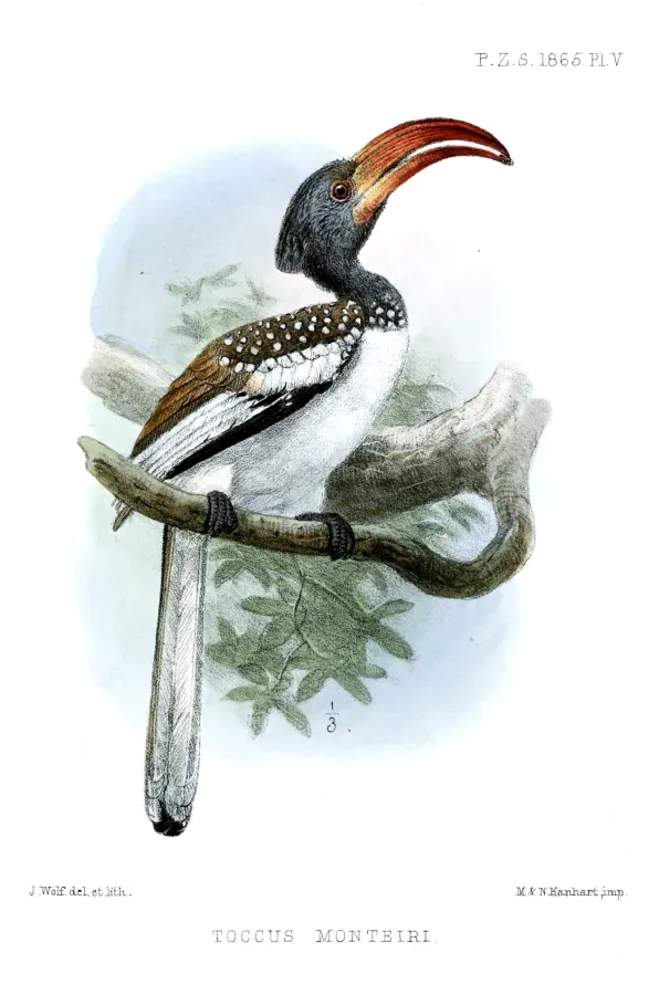File:TockusMonteiriWolf.jpg