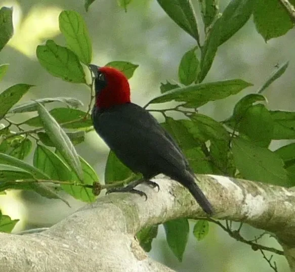 File:Malimbus rubricollis 174921572.jpg