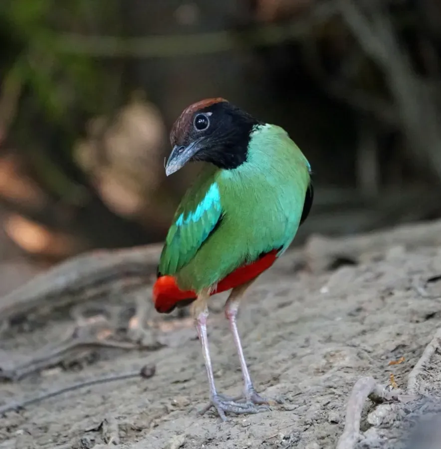 File:Pitta sordida 368839159.jpg