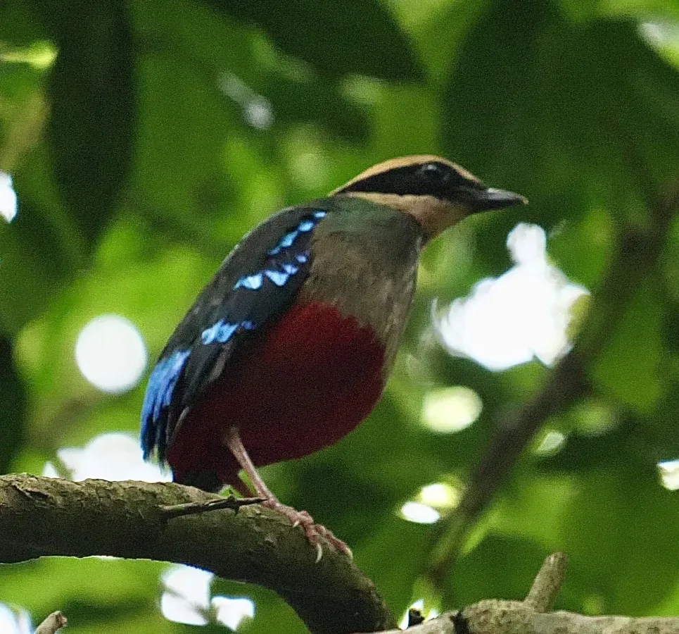 File:Pitta reichenowi 311851048.jpg