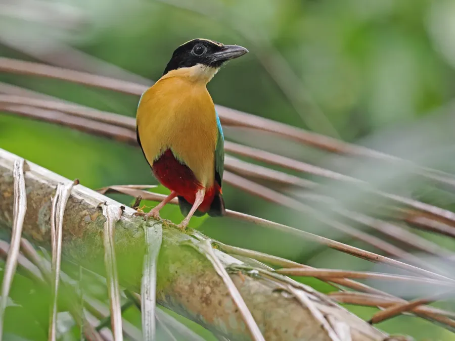 File:Pitta elegans 337787996.jpg