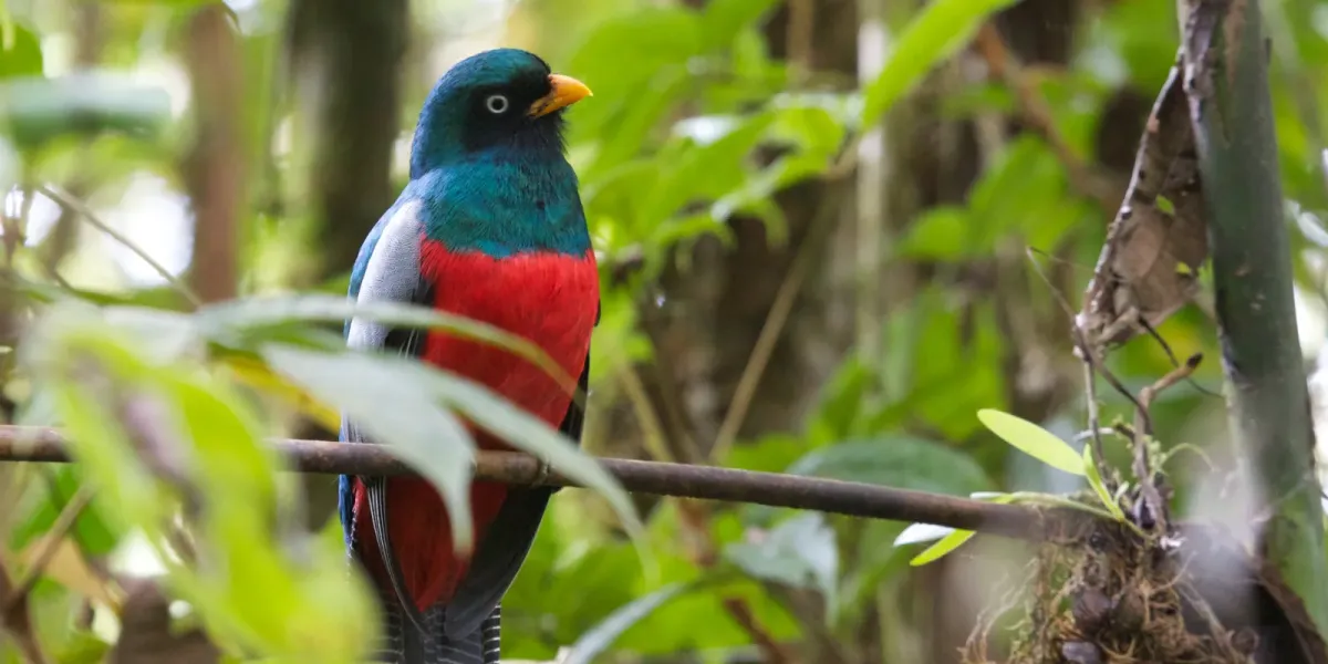File:Trogon clathratus -Costa Rica-8.jpg